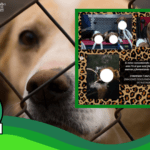 Marcas de cigarrillos que se distribuyen en Chile han testeado en animales #Real