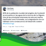 “El 80% de la población mundial del pingüino de Humboldt se encuentra en las aguas de la comuna de La Higuera” (zona en que se construirá Dominga): #Real