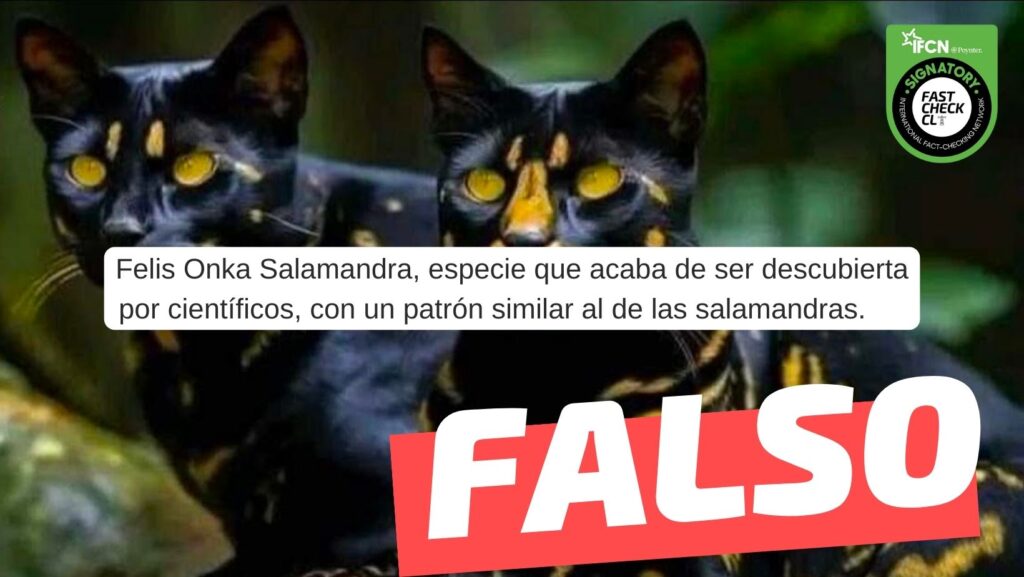 Felis Onka Salamandra, especie que acaba de ser descubierta por cientificos, con un patrón similar al de las salamandras