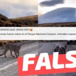 (Video) “Un par de pumas fueron vistos en el Parque Nacional Cotopaxi (Ecuador)”: #Falso