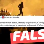 (Videos) “Caos en Francia: manifestantes liberan leones, cebras y un gorila de un zoológico en medio de las protestas”: #Falso