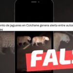 (Video) “Dos jaguares fueron filmados cruzando una ruta rural entre Chusmiza y Colchane, en la región de Tarapacá”: #Falso