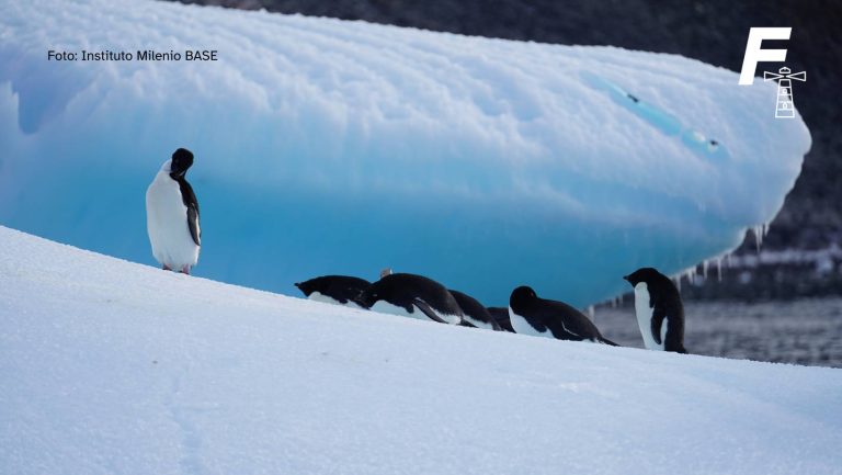 Read more about the article Investigadores detectan por primera vez presencia de gripe aviar en pingüinos de la Antártida