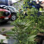 PDI encuentra más de 650 plantas de marihuana en Pichilemu y Paredones