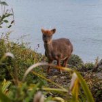 Trágica pérdida: perro mata a dos pudúes en centro de conservación de Chiloé