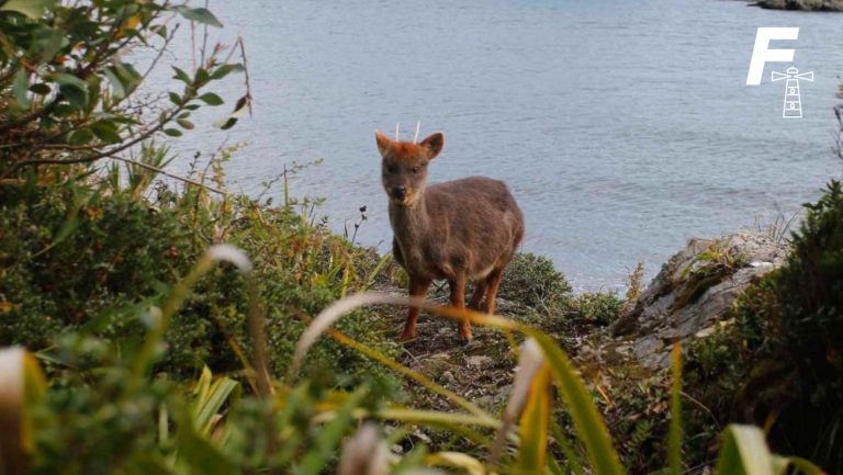 Read more about the article Trágica pérdida: perro mata a dos pudúes en centro de conservación de Chiloé