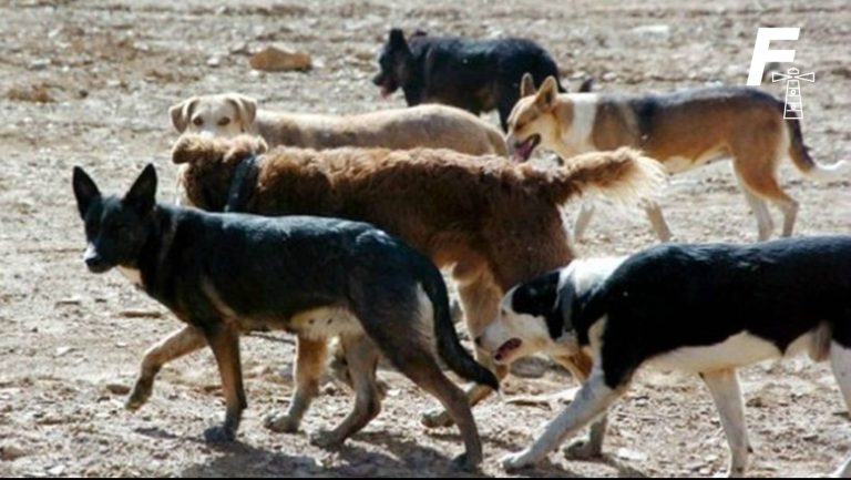 Read more about the article Fue rechazado: ¿Qué planteaba el proyecto que permitía la caza de perros asilvestrados?