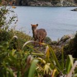 Heroico rescate: Joven chilote salva a pudú de ser atacado por perros en Los Lagos 