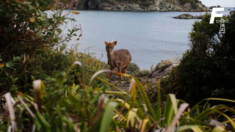 Read more about the article Heroico rescate: Joven chilote salva a pudú de ser atacado por perros en Los Lagos 