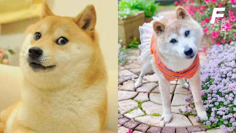 Read more about the article La historia de Kabosu: la icónica perrita detrás del meme “Doge” y la criptomoneda “Dogecoin” que falleció a los 18 años