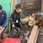 Barbería clandestina en Barrio Franklin almacenaba animales y alimentos callejeros: se encontraron gallinas y cuyes