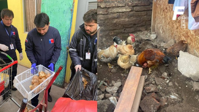 Read more about the article Barbería clandestina en Barrio Franklin almacenaba animales y alimentos callejeros: se encontraron gallinas y cuyes