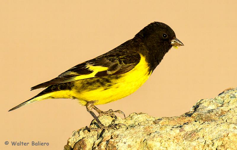 Jilguero cordillerano. Foto por Walter Baliero / Aves de Chile.