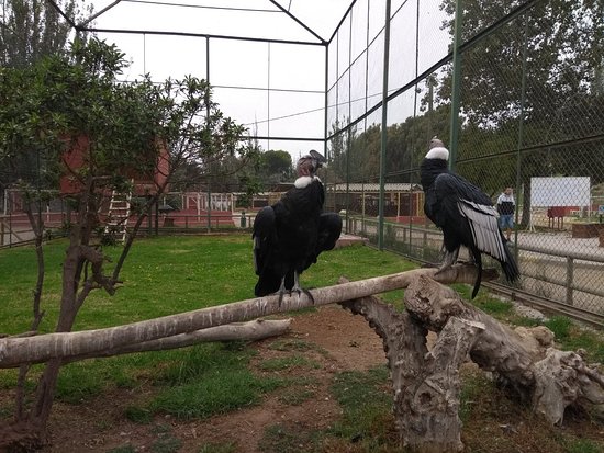 Cóndores minizoo de La Serena.