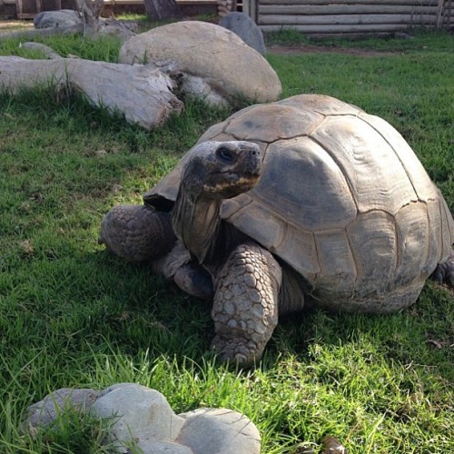 Tortuga del minizoo de La Serena.