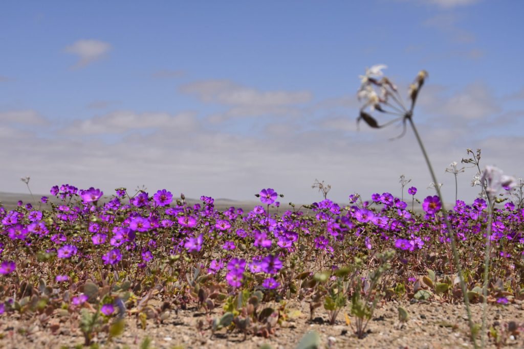 Parque Nacional Desierto Florido.